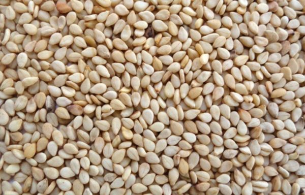 Sesame Seeds – Whitish Humera